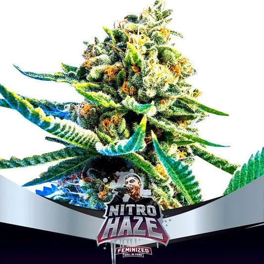 NITRO HAZE X2 BSF