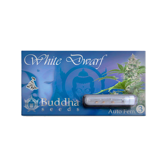 WHITE DWARF AUTO X3 BUDDHA SEEDS