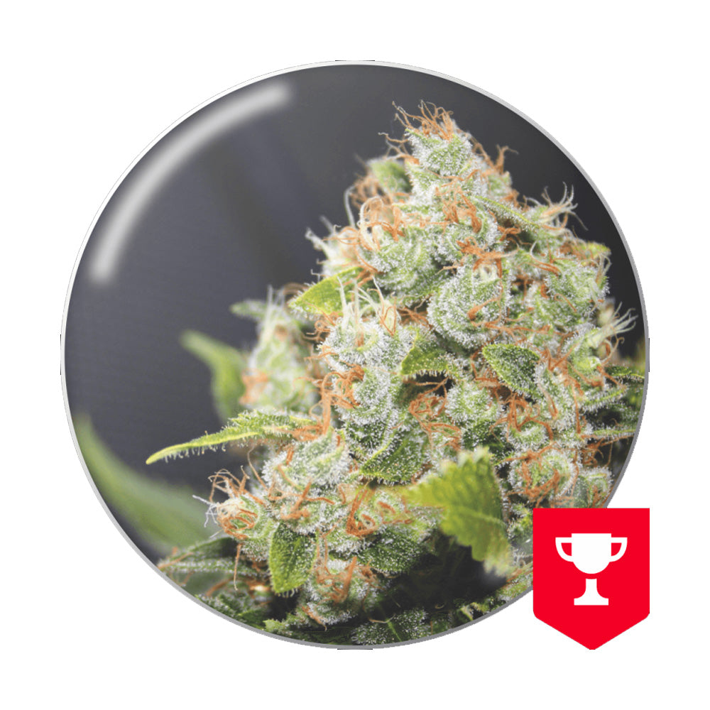 BCN SOUR DIESEL FEM X3 MEDICAL SEEDS