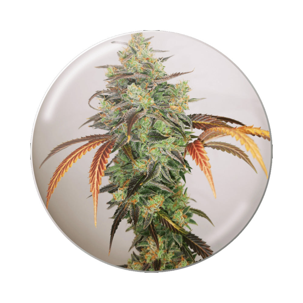 Y GRIEGA CBD 2.0 FEM X3 MEDICAL SEEDS