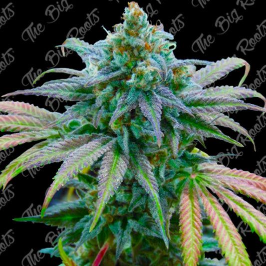 GORILLA GLUE FEM X 3+2 SEMILLAS THE BIG ROOTS
