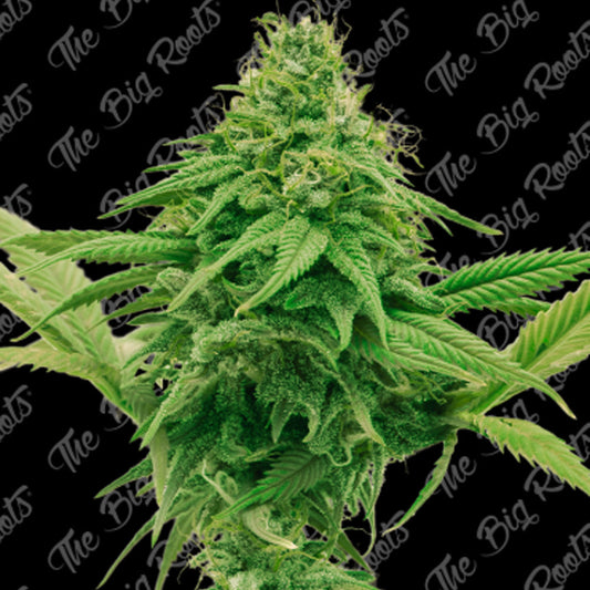 GORILLA GLUE FAST X 3+2 SEMILLAS THE BIG ROOTS