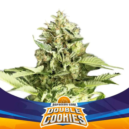 DOUBLE COOKIES AUTO X 12 BSF