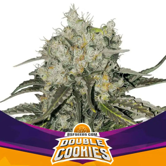 DOUBLE COOKIES FEM X 12 BSF
