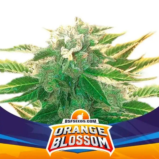 ORANGE BLOSSOM XXL AUTO X 12 BSF