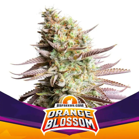 ORANGE BLOSSOM FEM X 12 BSF