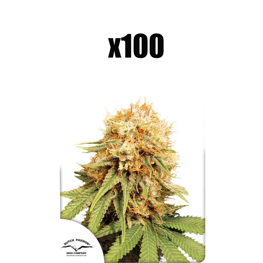 WHITE WIDOW FEM X 100 DUTCH PASSION