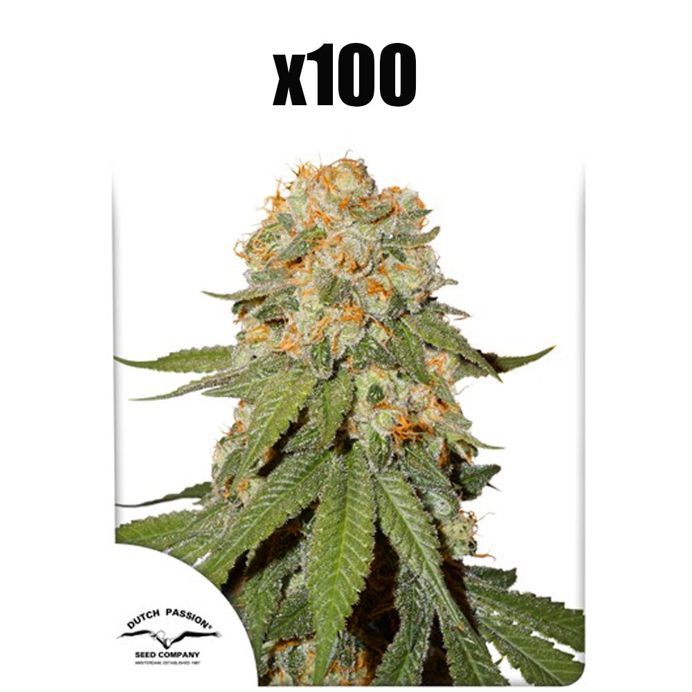 ORANGE BUD FEM X 100 DUTCH PASSION