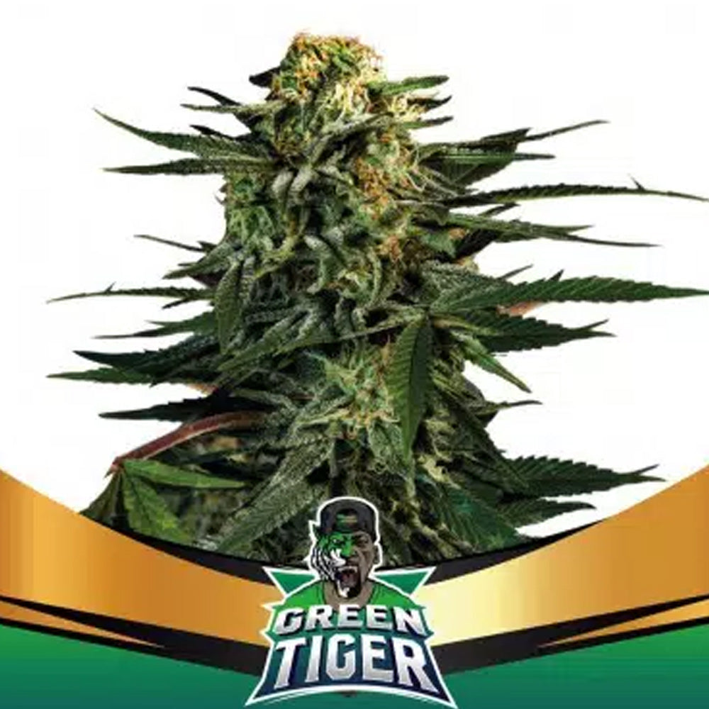 GREEN TIGER FASTER X 12 BSF