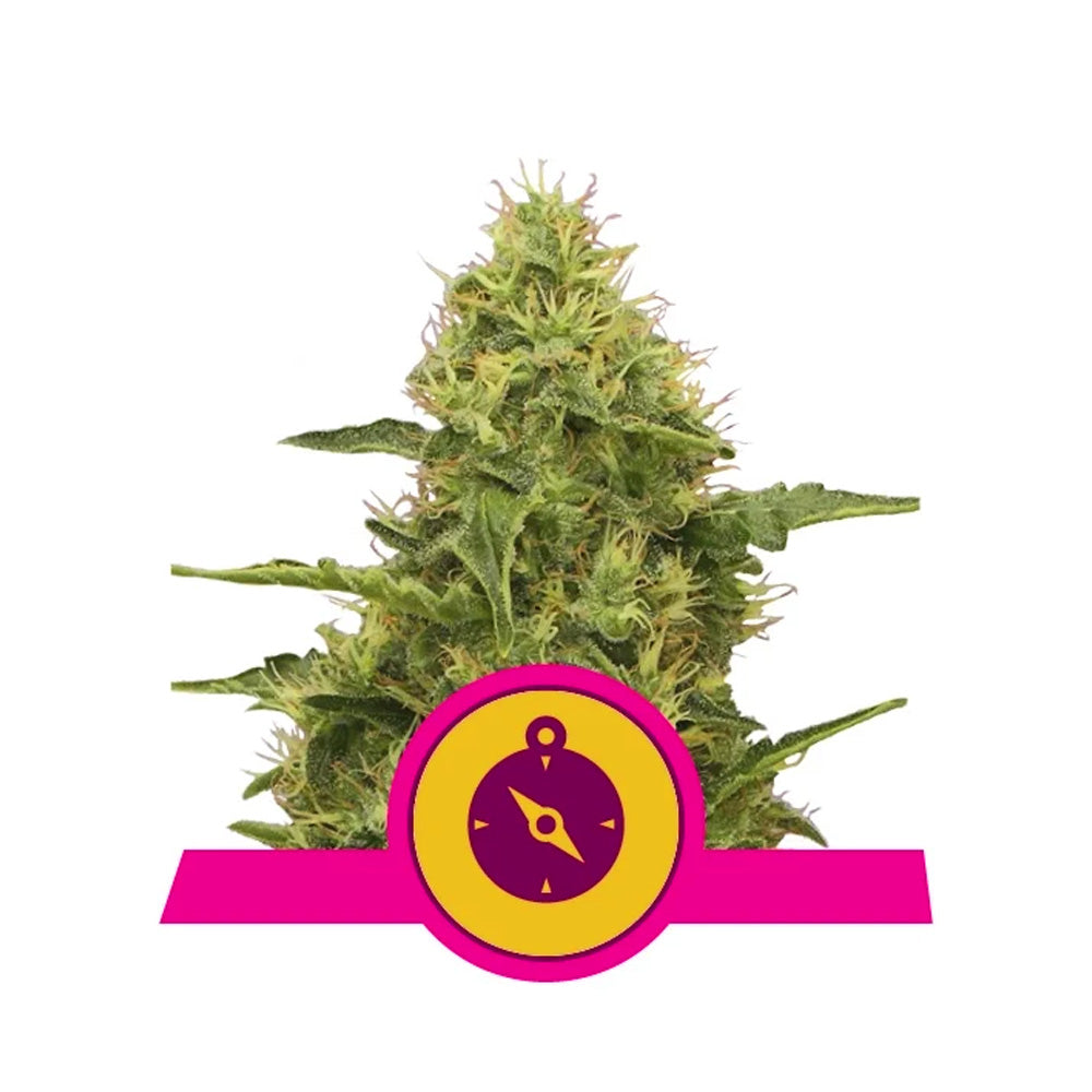 NORTHERN LIGHT FEM X 3 ROYAL QUEEN SEEDS