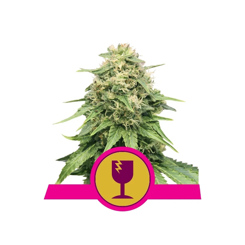 CRITICAL FEM X 3 ROYAL QUEEN SEEDS