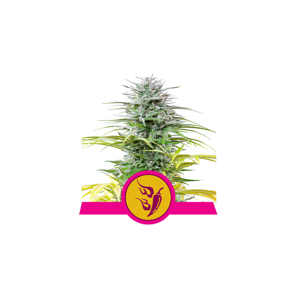 SPEEDY CHILE FAST X 3 ROYAL QUEEN SEEDS