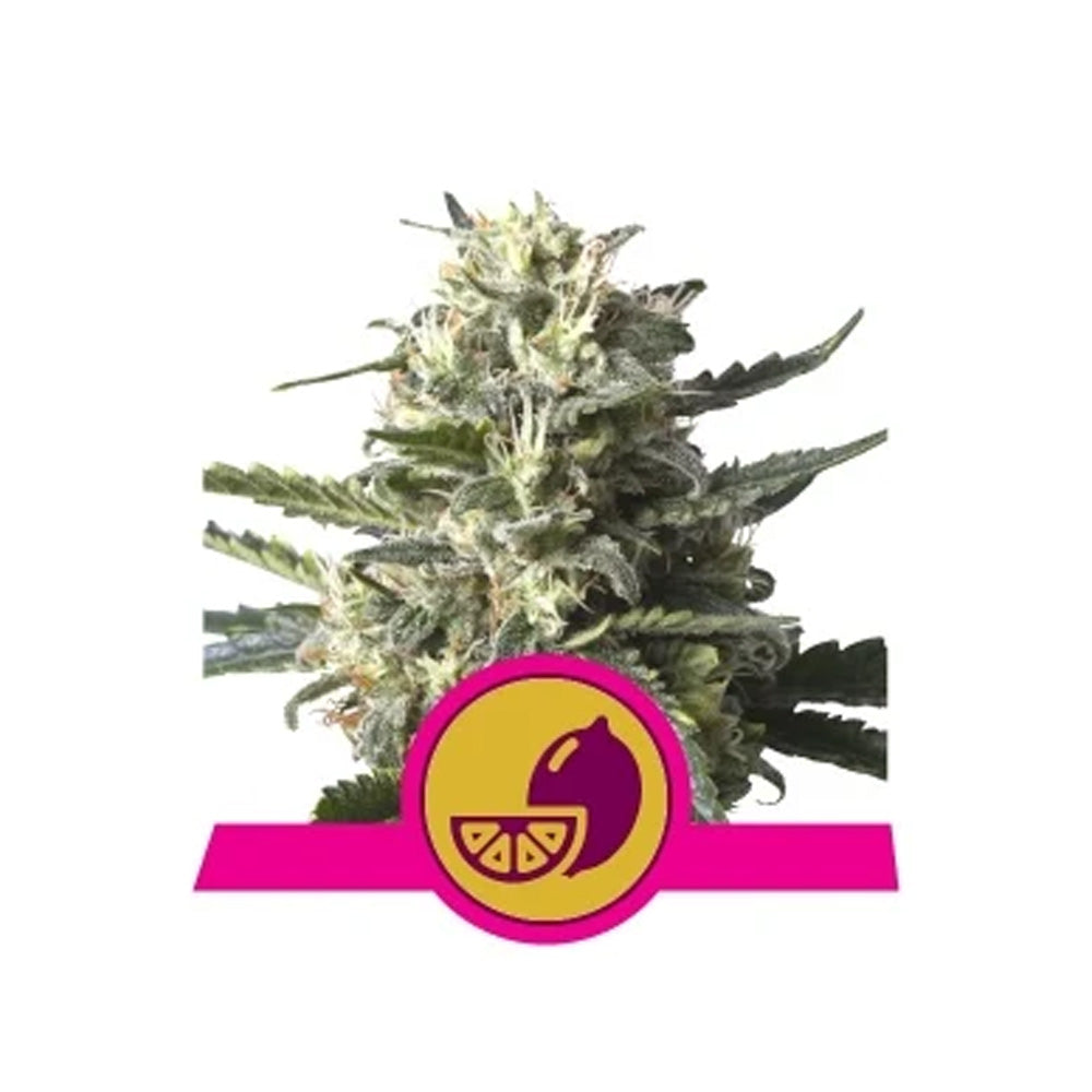 LEMON SHINING SILVER HAZE FEM X 3 ROYAL QUEEN SEEDS