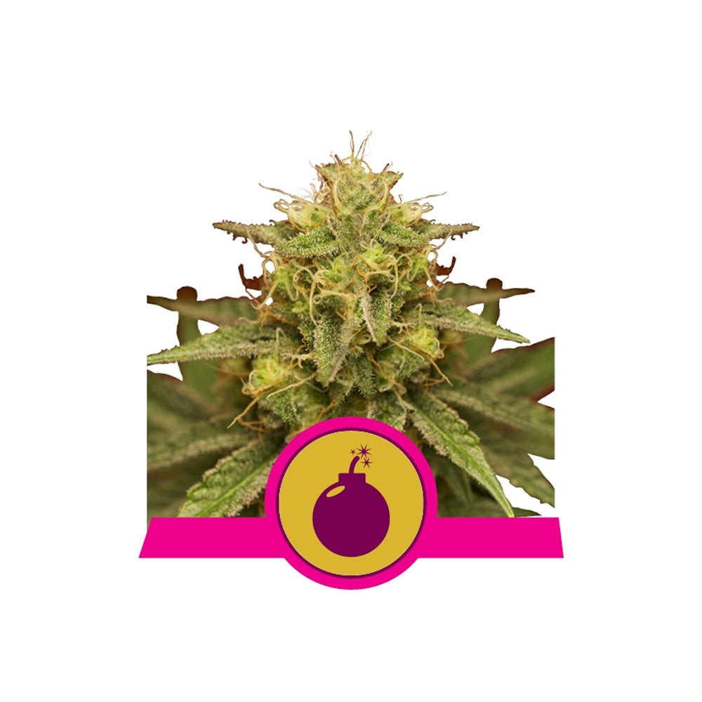 ROYAL DOMINA FEM X 3 ROYAL QUEEN SEEDS