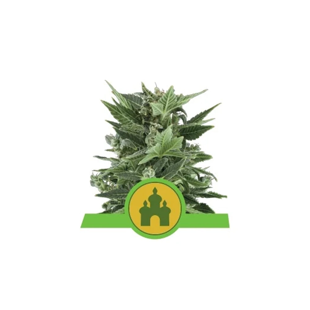 ROYAL KUSH AUTO X 3 ROYAL QUEEN SEEDS