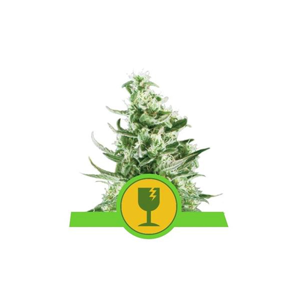 ROYAL CRITICAL AUTO X 3 ROYAL QUEEN SEEDS