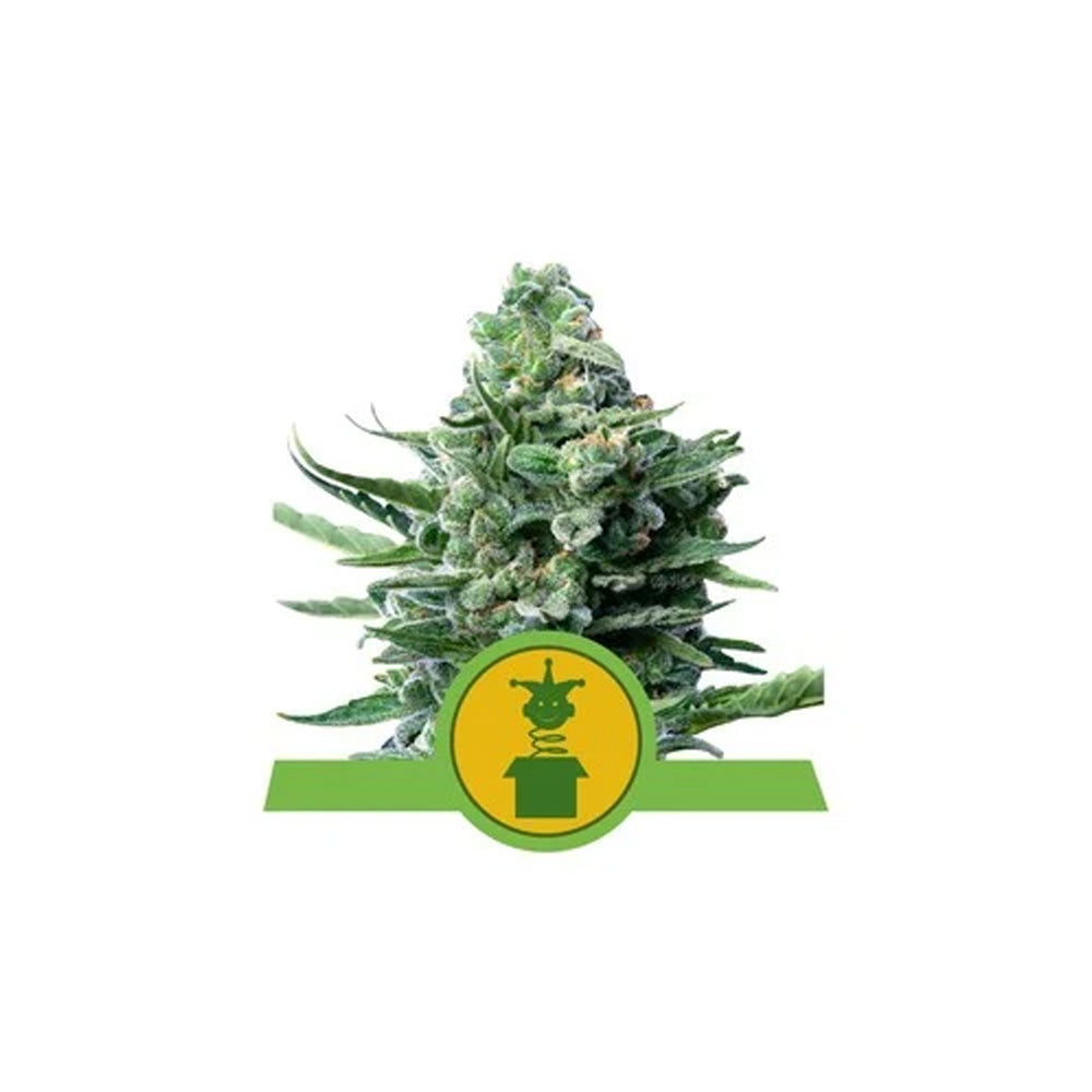 ROYAL JACK AUTO X 3 ROYAL QUEEN SEEDS