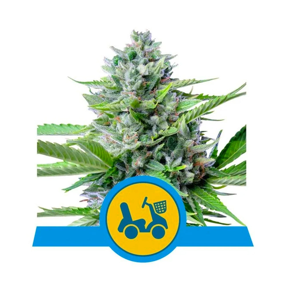 DIESEL AUTO X 3 ROYAL QUEEN SEEDS