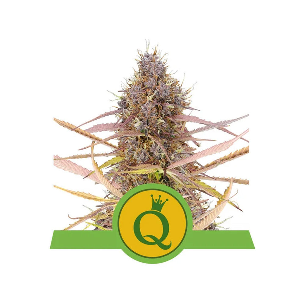 PURPLE QUEEN AUTO X 3 ROYAL QUEEN SEEDS