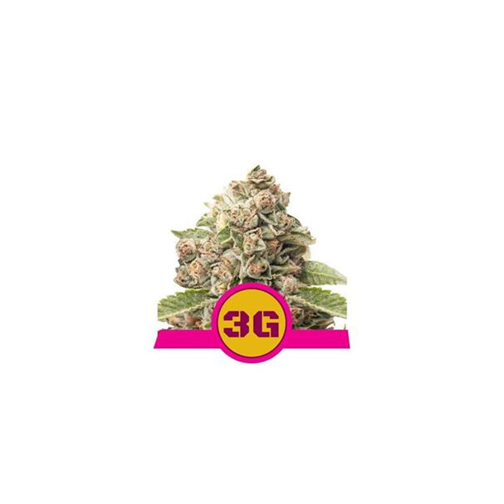 TRIPLE G FEM X 3 ROYAL QUEEN SEEDS