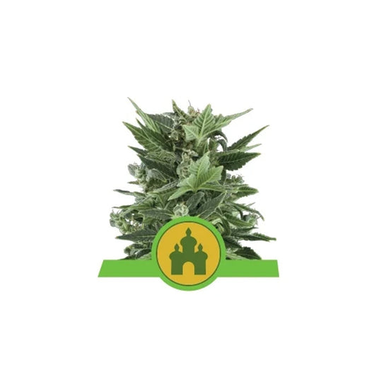 ROYAL KUSH AUTO X 10 ROYAL QUEEN SEEDS