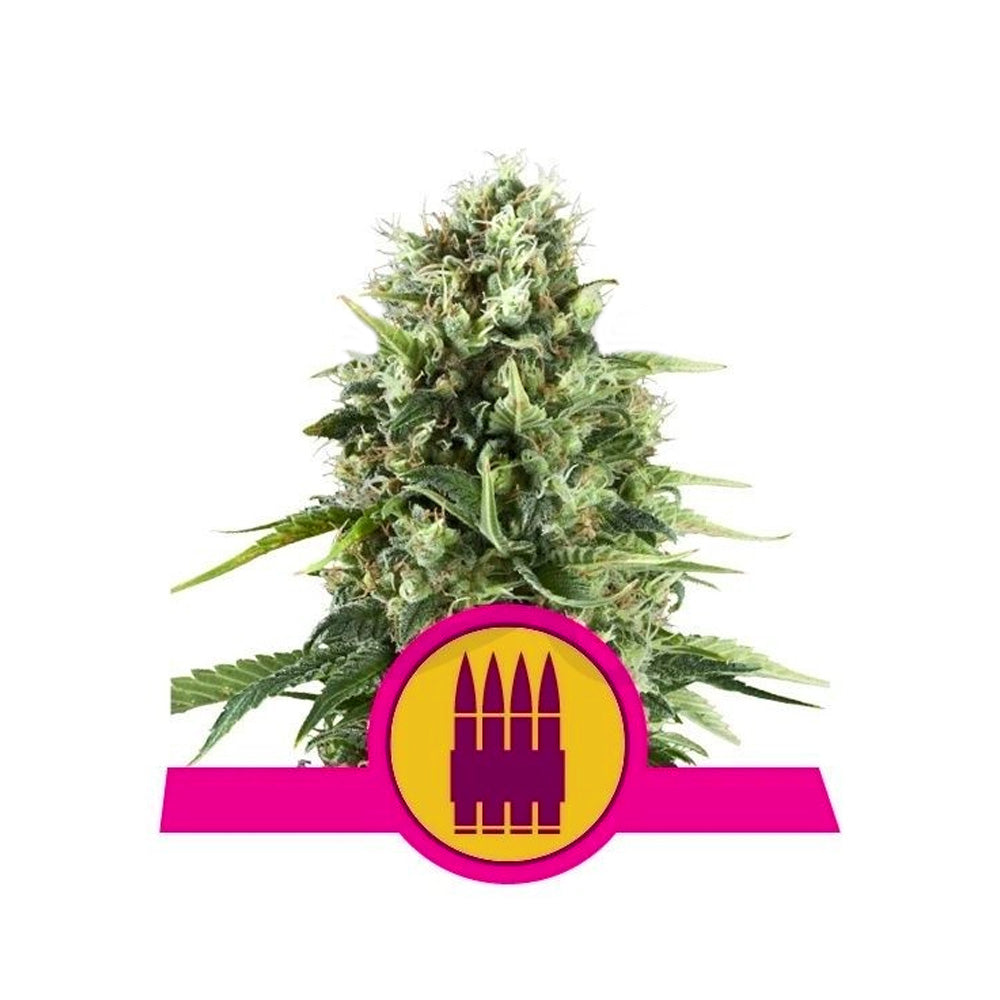 ROYAL AK AUTO X 10 ROYAL QUEEN SEEDS