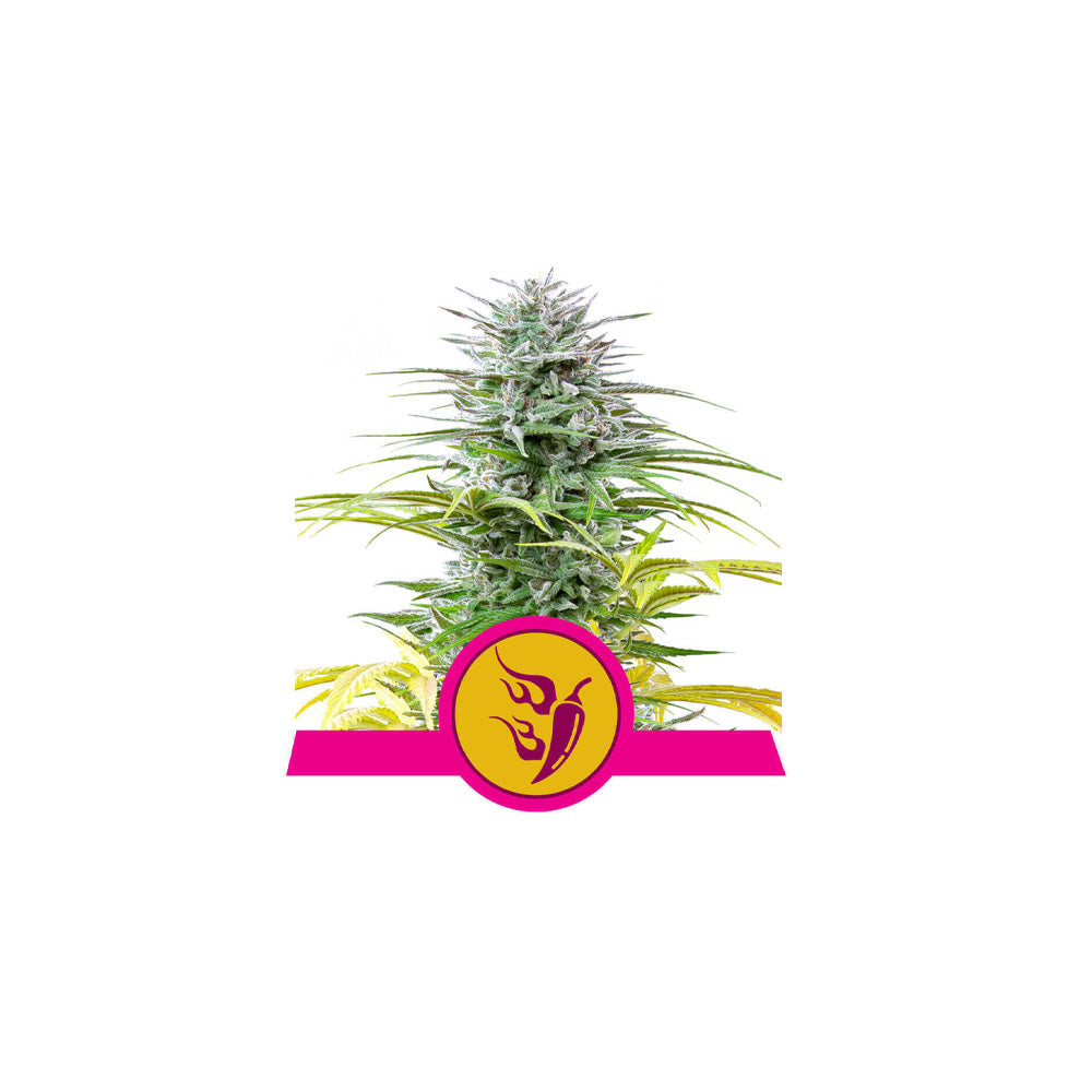 SPEEDY CHILE FAST X 10 ROYAL QUEEN SEEDS