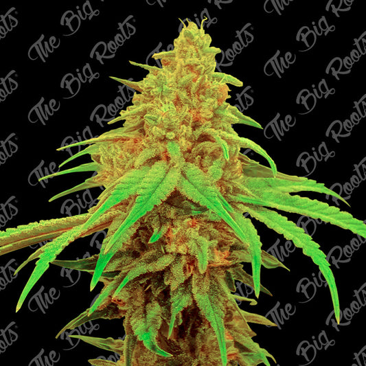 BLUEBERRY AUTO X 3+2 SEMILLAS THE BIG ROOTS