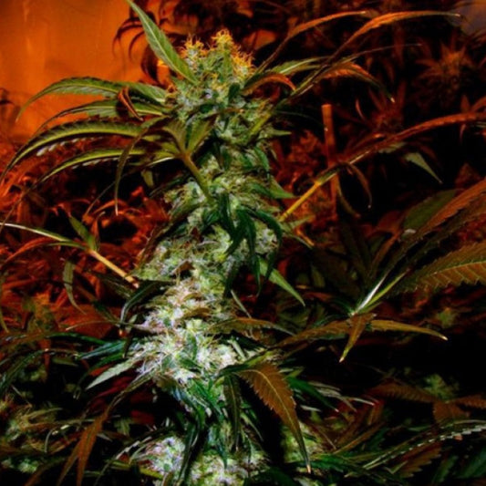 MOBY DICK GRANELSEEDS