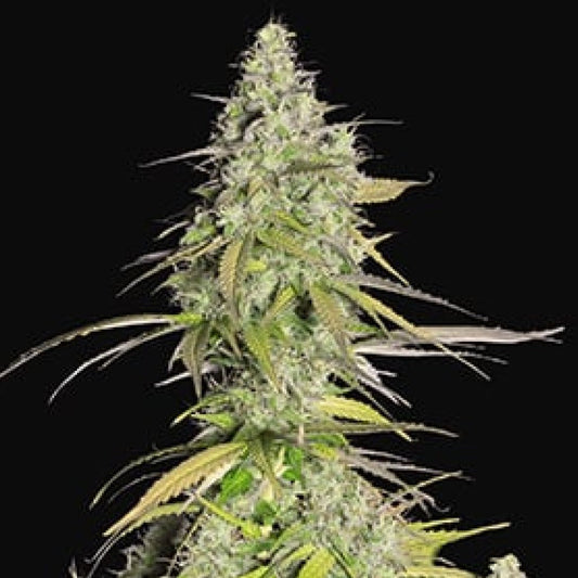 GIRL SCOUT COOKIES GRANELSEEDS
