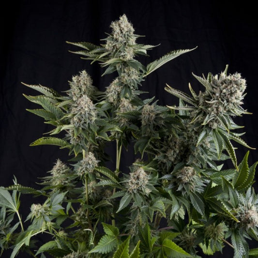 WHITE WIDOW 3+1 FEM PYRAMID SEEDS