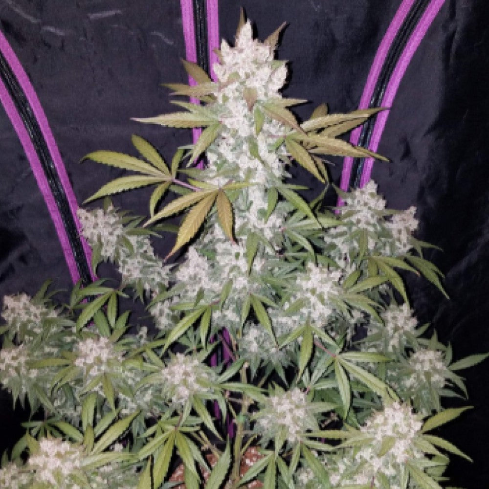 Girl Scout Cookies Auto GRANELSEEDS