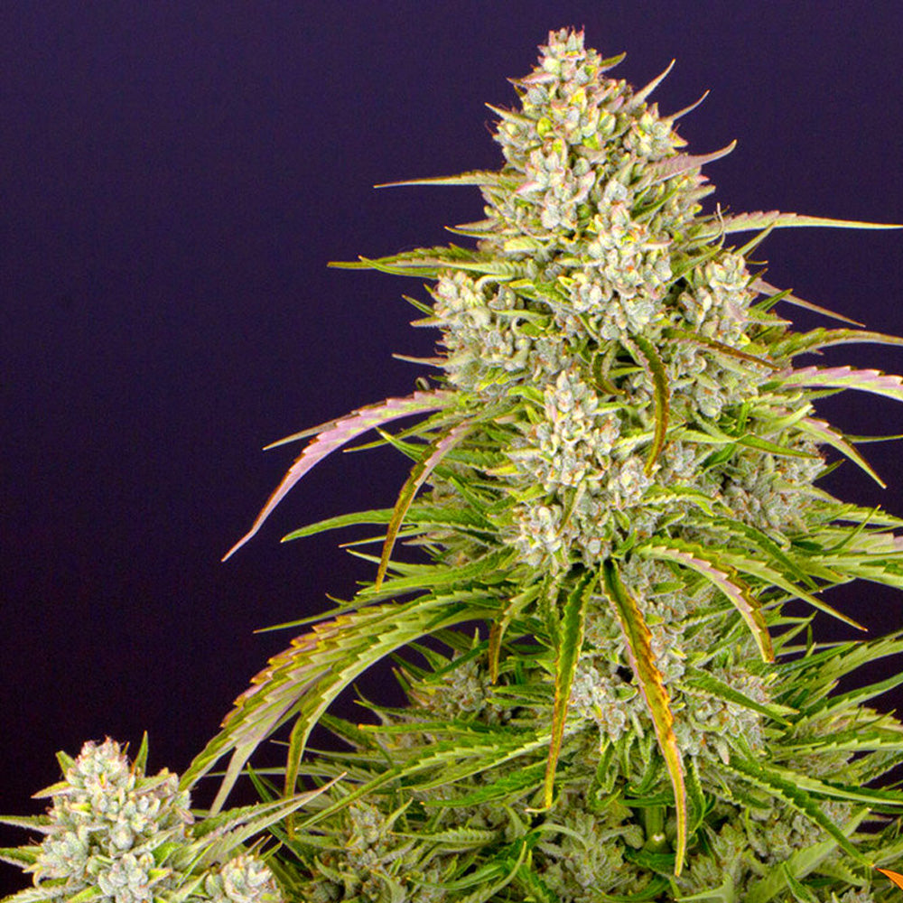 Wedding Cake Auto GRANEL SEEDS