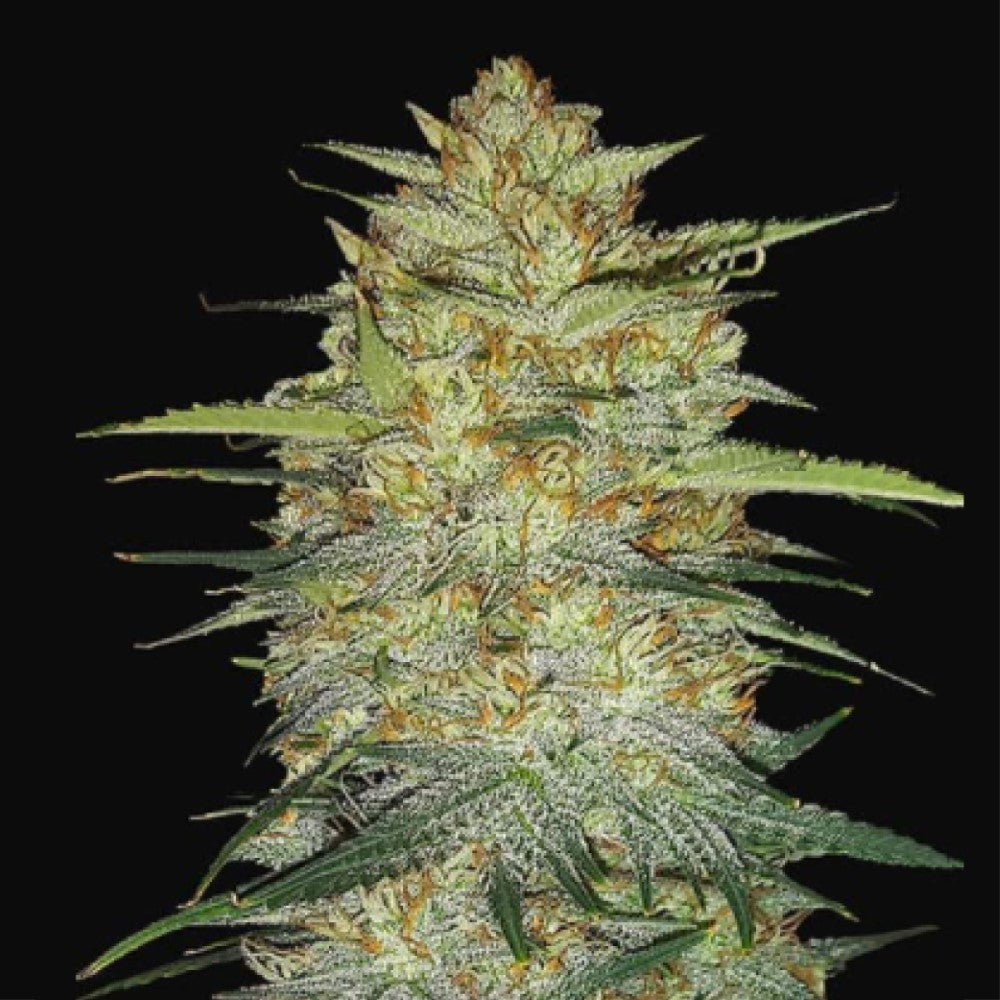 Colombian Gold Fast GRANELSEEDS