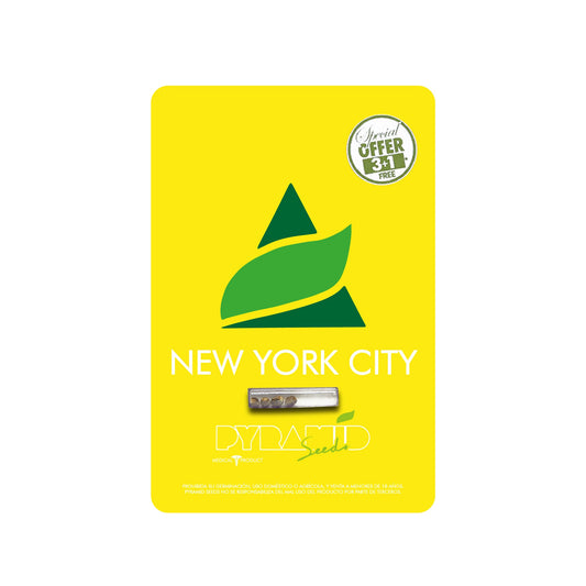 NEW YORK CITY X3 PYRAMID SEEDS