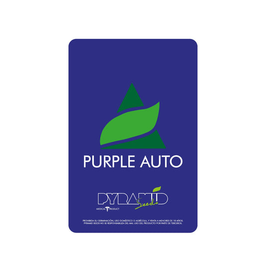PURPLE AUTO X1 PYRAMID SEEDS